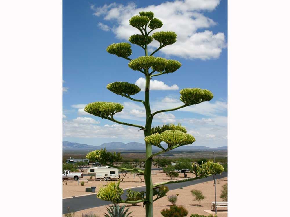 Rv Image