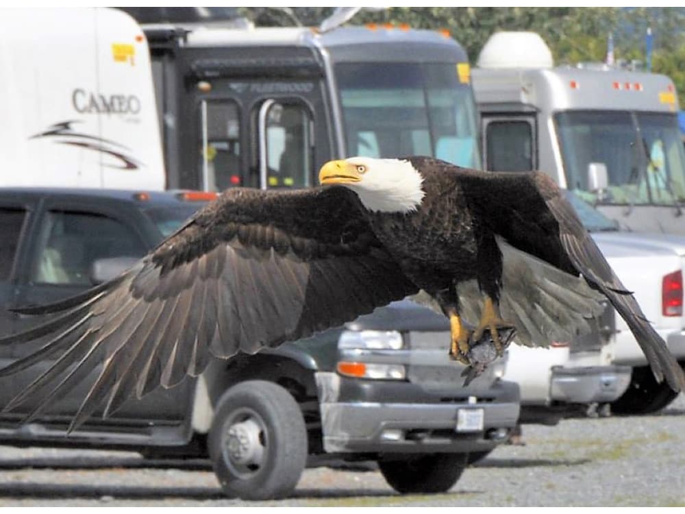 Rv Image
