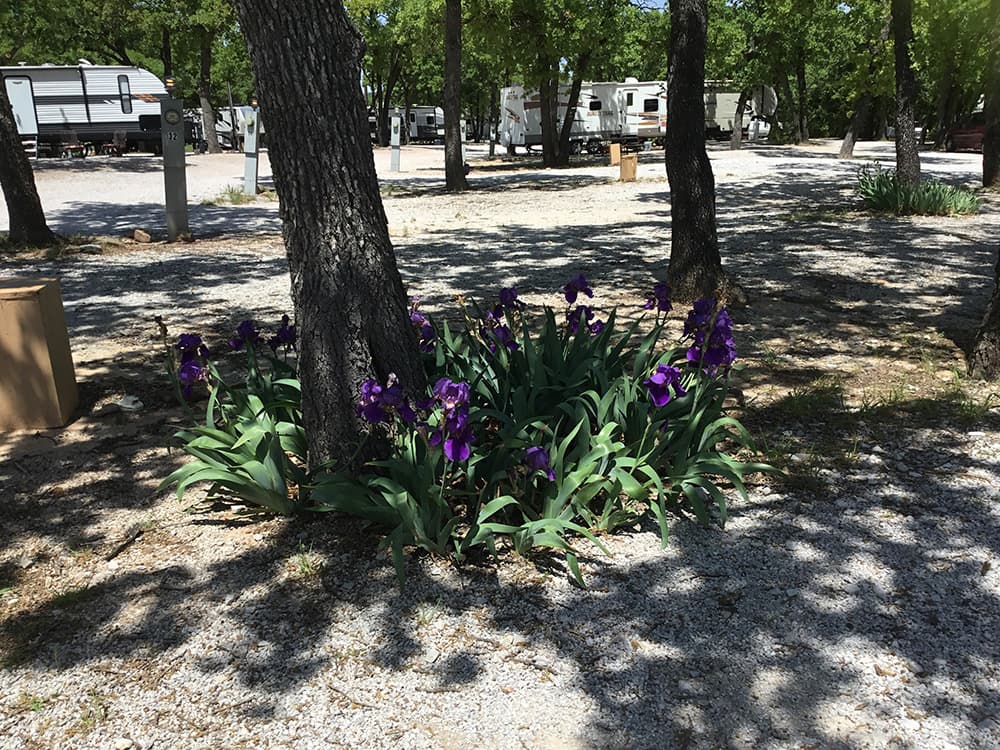 Rv Image