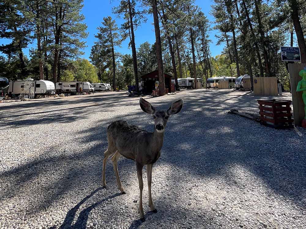 Rv Image